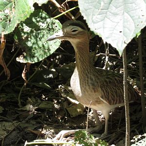 double striped thick knee zoomat