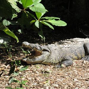 morlett`s crocodile zoomat