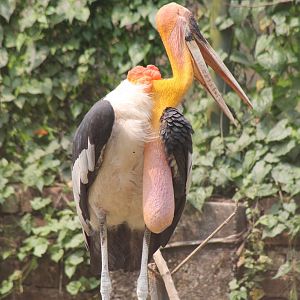 greater adjutant (Leptoptilos dubius)