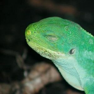 Lau Banded Iguana