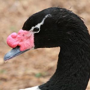 Black-necked Swan