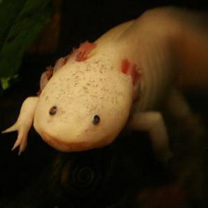 Axolotl