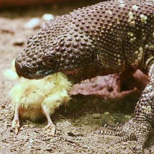 Beaded Lizard