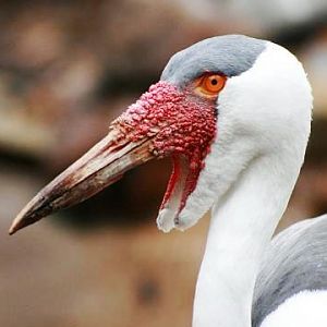 Wattled Crane