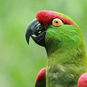 Thick-billed Parrot