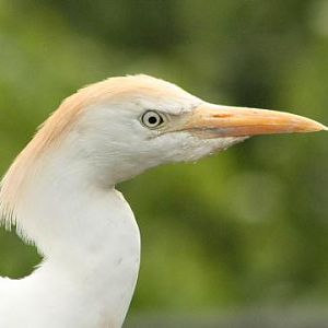 Cattle Egret