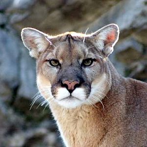Cougar