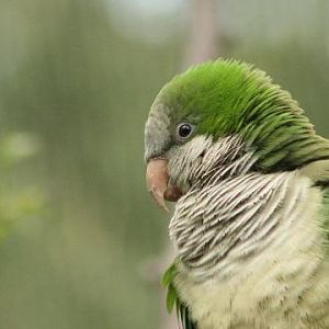 Monk Parakeet