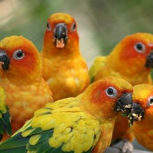 Sun Parakeet
