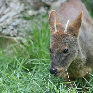 Southern Pudu