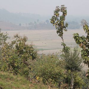 Golden Langur (Trachypithecus geei) -- on the edge of extinction