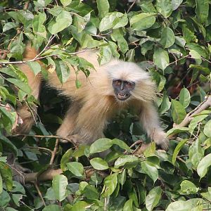 Golden Langur (Trachypithecus geei)