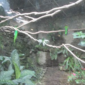 quetzal indoor aviary zoomat