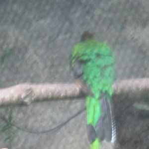 female quetzal zoomat