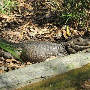 caiman chiapasius zoomat