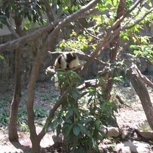 tamandua mexicana exhibit zoomat