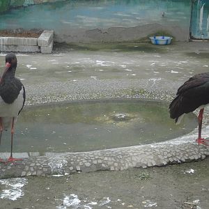 Black Storks