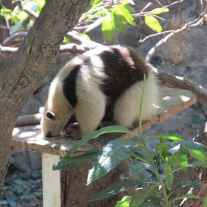 tamandua mexicana zoomat