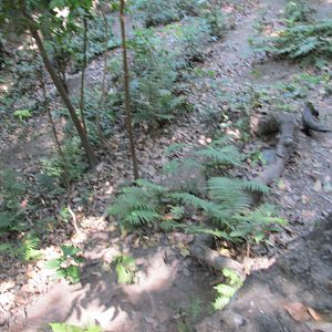 grison exhibit zoomat