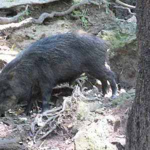 white lipped peccary zoomat