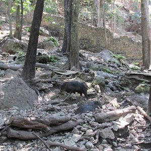white lipped peccary exhibit zoomat