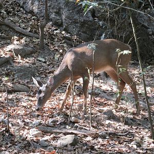 white tail deer zoomat