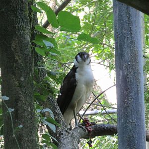 collared forest falcon  zoomat