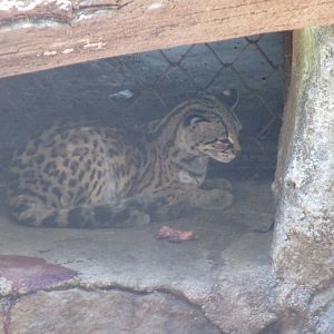 margay zoomat