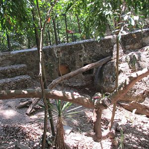 margay exhibit zoomat