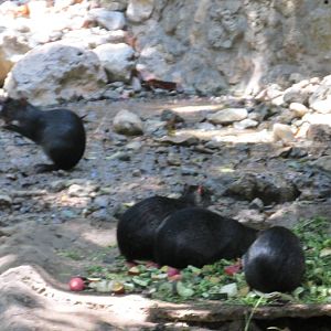 mexican agoutis zoomat