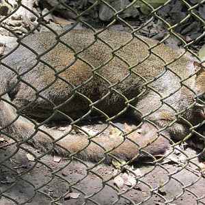 jaguarundi zoomat