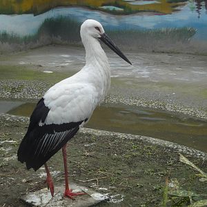 Oriental White Stork