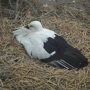 Oriental White Stork on its nest
