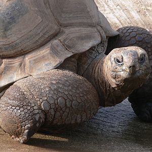 Seychelles Giant Tortoise at Blackpool Zoo, 30/03/14