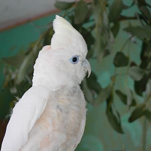 Ducorp's Cockatoo at Blackpool Zoo, 30/03/14