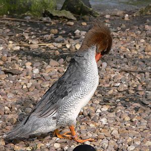 Scaley-sided Merganser at Blackpool Zoo, 30/03/14