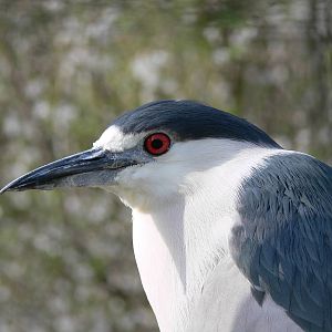 Black-Crowned Night Heron at Blackpool Zoo, 30/03/14
