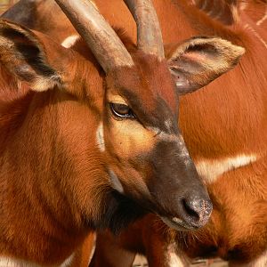 Eastern Bongo at Blackpool Zoo, 30/03/14