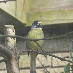 Collared Finchbill at Blackpool Zoo, 30/03/14
