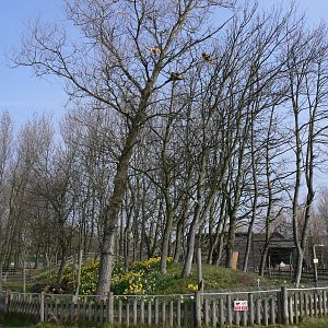 Howler Exhibit at Blackpool Zoo, 30/03/14
