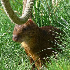 Central American Agouti at Blackpool Zoo, 30/03/14