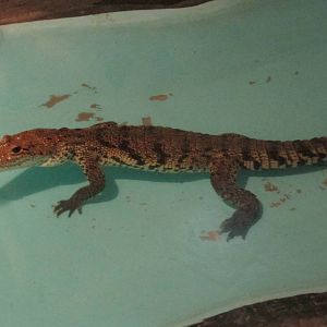 juvenile american crocodrile zoomat