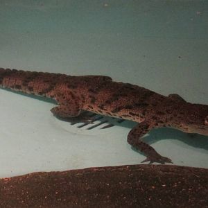 juvenile morelett`s crocodile zoomat