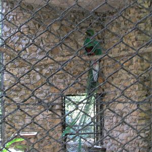 male quetzal outdoor aviary zoomat