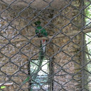 male quetzal outdoor aviary zoomat