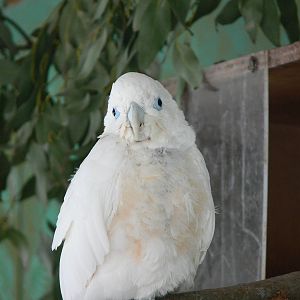 Ducorp's Cockatoo at Blackpool Zoo, 30/03/14