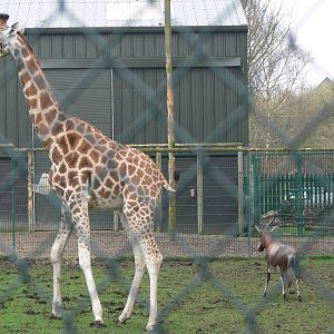 Giraffe and Blesbok at Blackpool Zoo, 30/03/14
