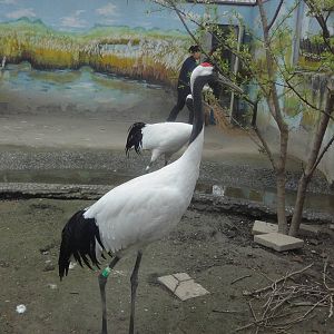 Japanese Crane