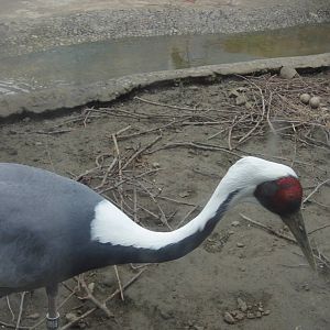 White Naped Crane