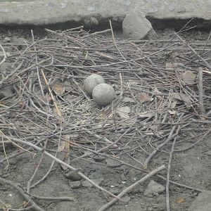 Eggs of White Naped Crane